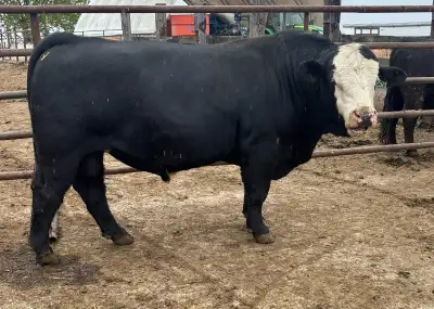 2yr Old Simmental Bull, View more