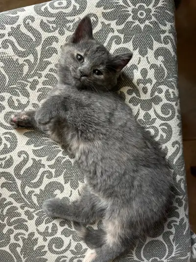 Chatons gris, View more