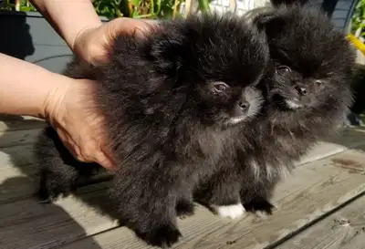 Pomeranian puppies, View more