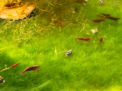 Neocaridina shrimps, View more