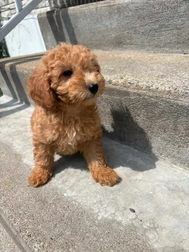 Mini Maltipoo in Dogs & Puppies for Rehoming in City of Montréal - Image 4