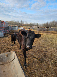 3 year old jersey Angus x cow with calf