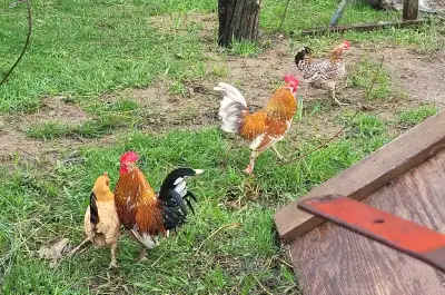 Melle flur duckel Bantam and Dutch bantam chickens for sale., View more