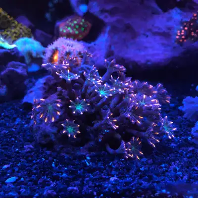Rehoming my Soft Corals in Pickering, View more