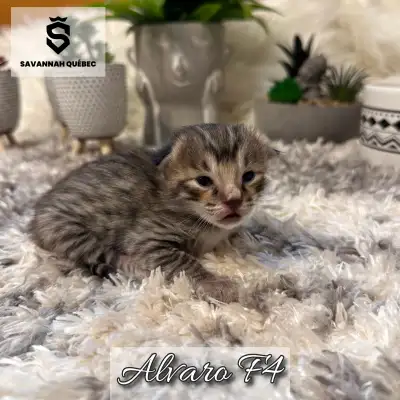 Chatterie Savannah Québec Alvaro est un magnifique mâle savannah F4-SBT né le 8 mai 2025. Il a un fo...