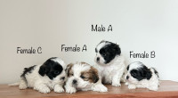 4 Beautiful Shih Tzu Puppies