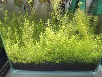 Pearlweed Aquarium Plant, View more
