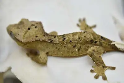 Crested & Gargoyle Geckos, View more