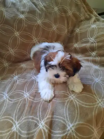Shih Tzu   puppies ready for rehoming, View more