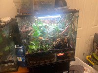 Bio active  terrarium with fish and day geckos!!
