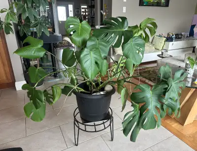 Monstera Plant, View more