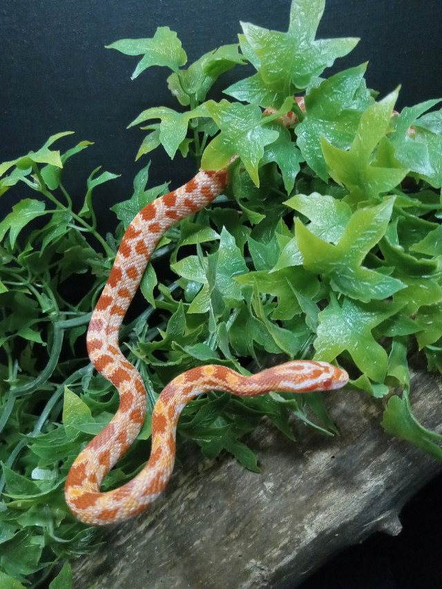Bébé  serpent de blé (cornsnake) dans Reptiles et amphibiens à adopter  à Ville de Montréal - Image 4
