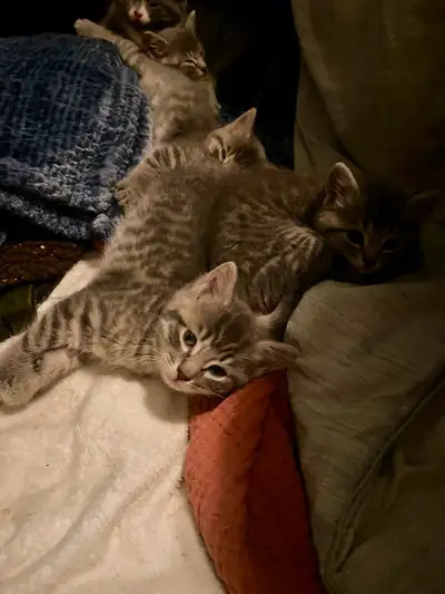 Kitties looking for new homes, View more