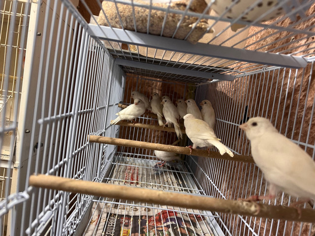 Young White canaries for sale in Birds for Rehoming in City of Toronto - Image 2