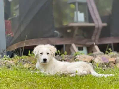 Great Pyrenees male, View more