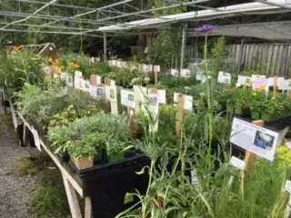 perennials for sale, View more