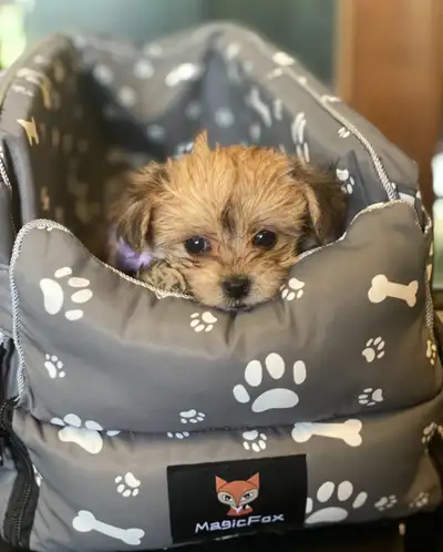 Miniature Morkie Puppies, View more