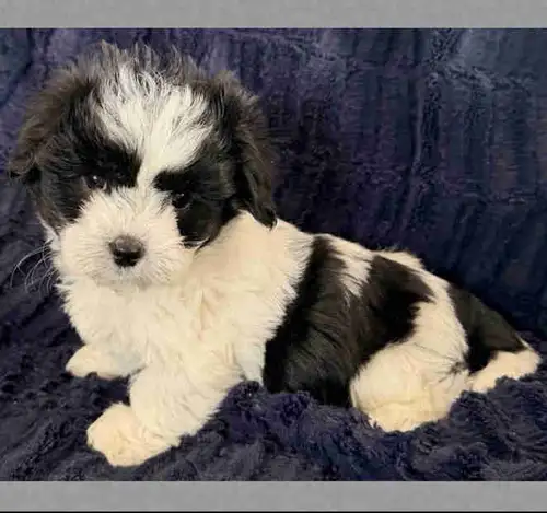ONLY 2 PUPPIES LEFT AVAILABLE This sweet, litter of Biewer Yorkie puppies are ready to go to their f...