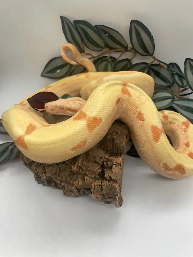 pre sale Sunglow boa in Reptiles & Amphibians for Rehoming in Calgary - Image 3