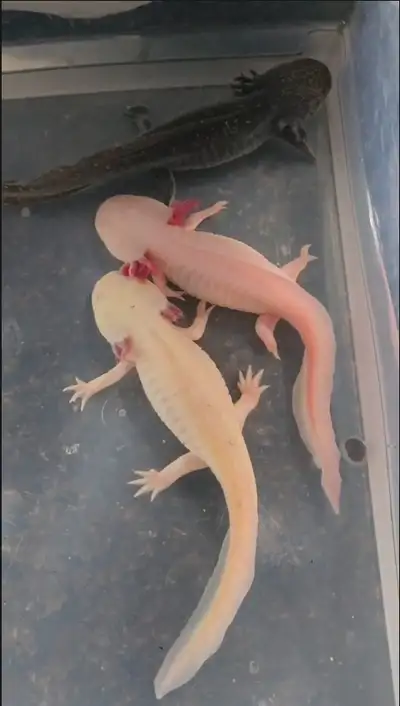 5 Healthy Axolotls (Adults & Juveniles) up for Adoption, View more
