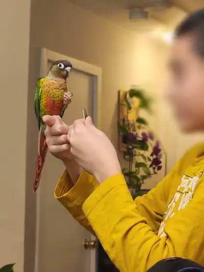 SOLD Friendly Conure Parrot, View more