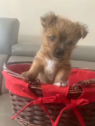 Yorkie-Pomeranian Puppy, View more