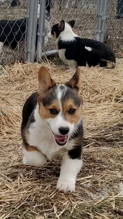 Corgi Puppy, ready for his new home, View more