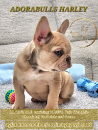 CKC REGISTERED French Bulldog Puppies 
