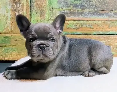 Exotic type french bulldog, View more