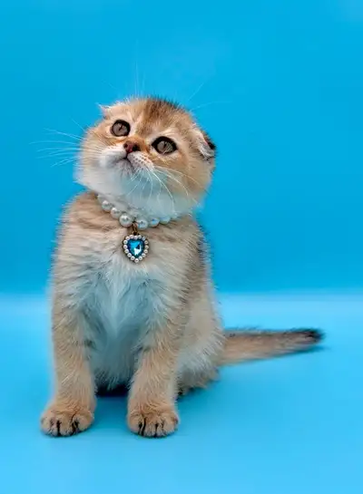 Rare Golden Fold male Kitten Looking for a Loving Home An adorable kitten is available - a short-hai...