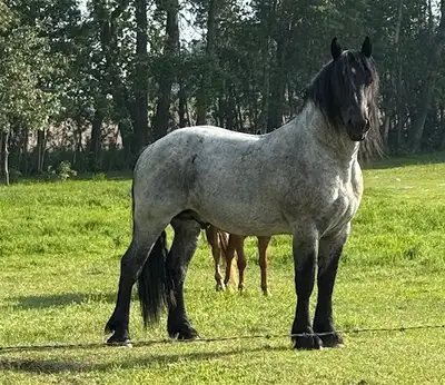 Blue Roan Draft Stallion, View more