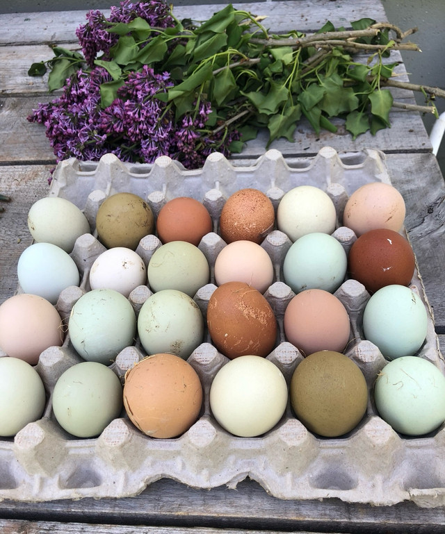 Easter Egger Hatching Eggs  in Livestock in Bedford - Image 3