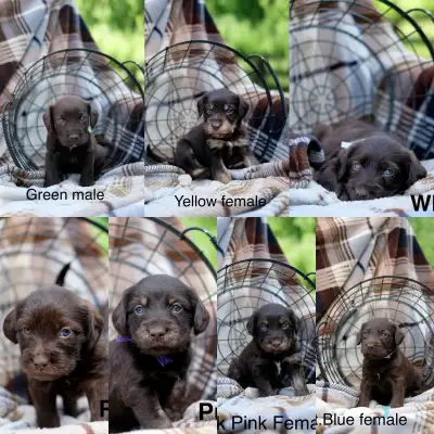 Schnauzador puppies, View more