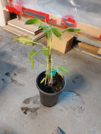 Plant de tomate 'Brandywine Sudduth 