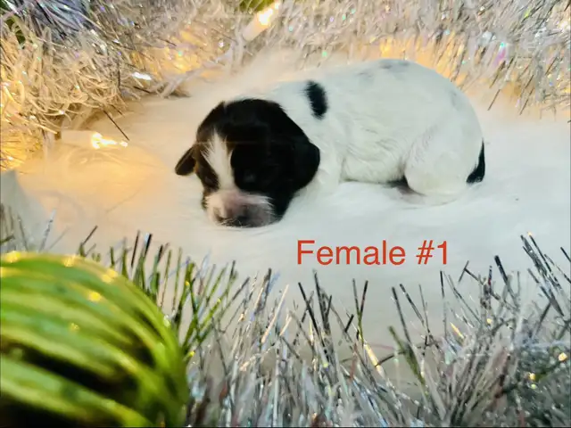 Sprocker puppies in Dogs & Puppies for Rehoming in Moose Jaw - Image 3