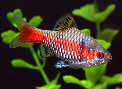Poissons tropicaux, View more