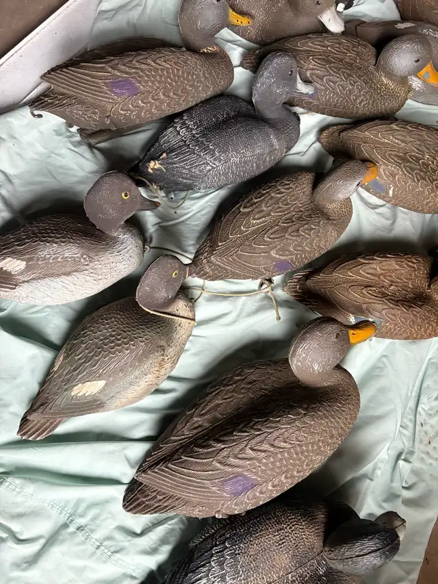 Duck Decoys in Fishing, Camping & Outdoors in Hamilton - Image 7