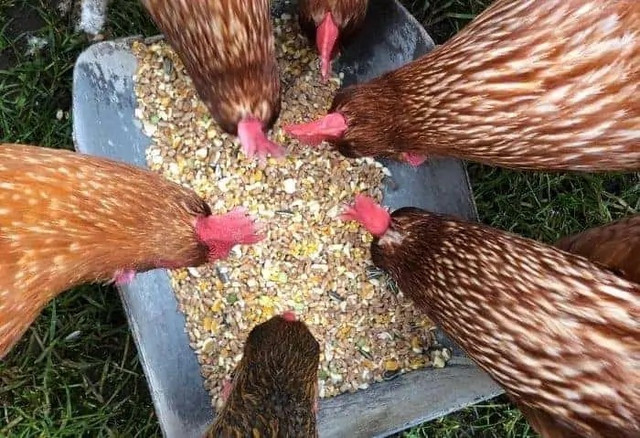 Chicken Feed in Livestock in Windsor Region