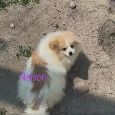 J'ai quelques chiots Poméraniens plus âgés de disponibles ! Celui à $2000 provient de 2 parents enre...