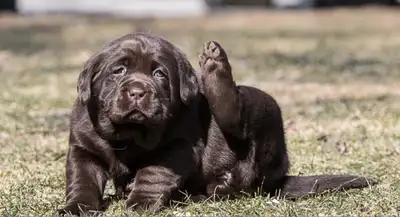 CKC Labrador  Retriever pups for sale, View more