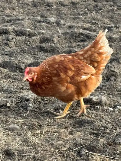 Brown egg layers. 7.5 months old. Free ranging and laying very well. Located between Lang and Yellow...