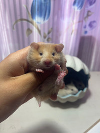 Ethically bred baby hamsters