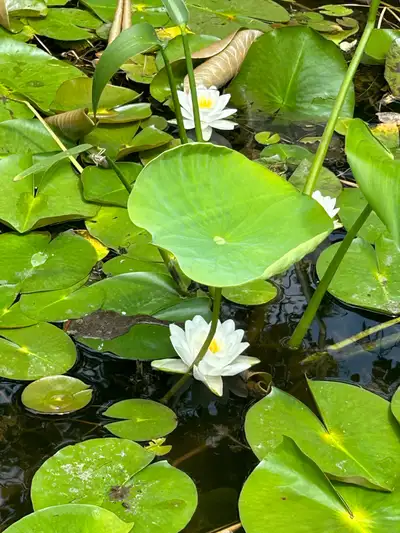  water lilies white, View more