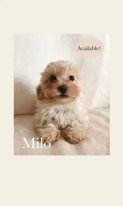 Adorable Havanese/Poodle Puppies. We have one male looking for a loving home! -Born on April 2nd, 20...