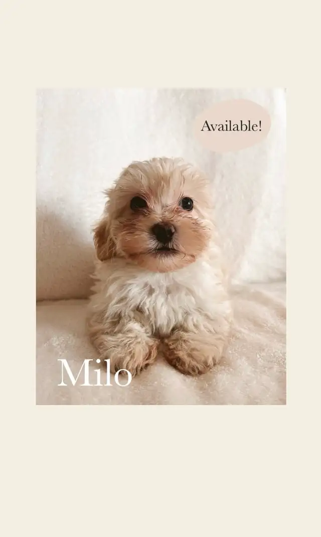 Havanese/Poodle Puppies - *One Left* in Dogs & Puppies for Rehoming in Edmonton - Image 2