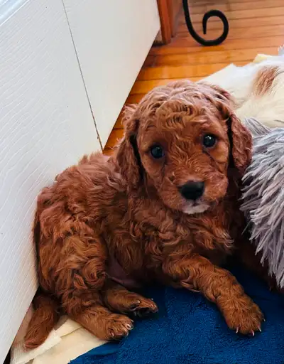 Adorable Cavapoo puppies ( Toy Poodle/ King Charles ) We have one F2 female left. F1b is 3/4 toy poo...