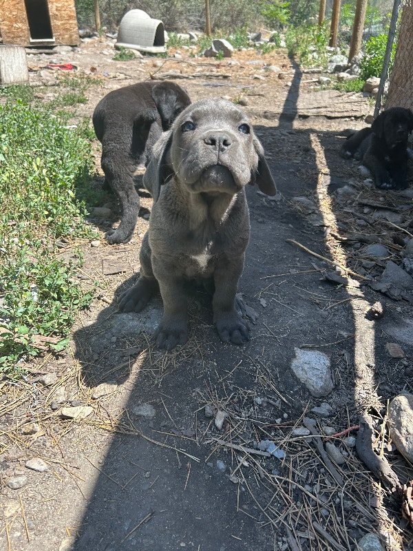 Purebred Cane Corso Puppies tails dockeD READY TO GO Dogs & Puppies