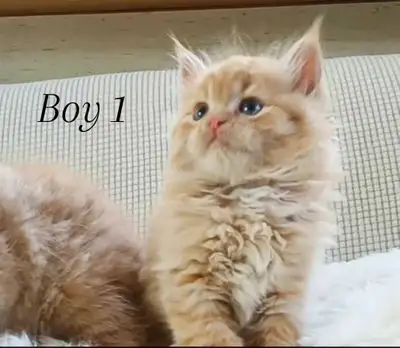 Maine Coon X Peke Face Persian Kittens!, View more
