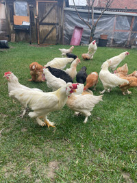 Egg laying Hens and Roosters