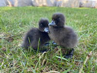 Cayuga ducklings